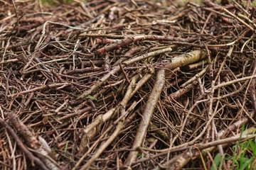 Close up of a pile of twigs and cut branches