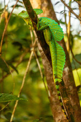 The overwhelming beauty of the flora and fauna of Costa Rica. Photos taken during a tour through this beautiful country,
