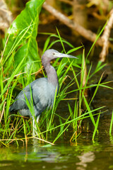 The overwhelming beauty of the flora and fauna of Costa Rica. Photos taken during a tour through this beautiful country,
