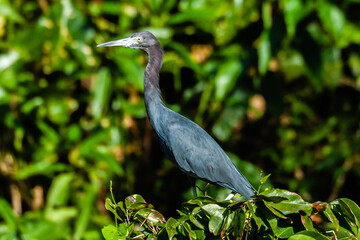 The overwhelming beauty of the flora and fauna of Costa Rica. Photos taken during a tour through this beautiful country,

