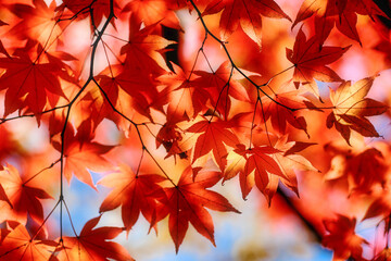 紅葉