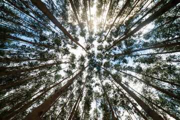 Bosque de eucalipto mirando hacia arriba las copas de arboles rectos y el sol.