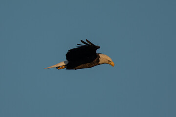 bald eagle flying, seen in the wild in  North California