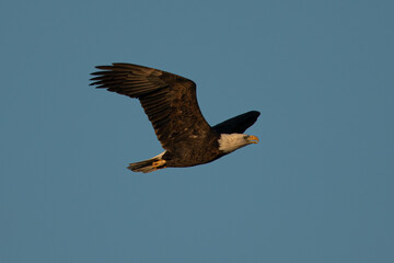 bald eagle flying, seen in the wild in  North California