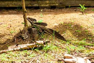 The overwhelming beauty of the flora and fauna of Costa Rica. Photos taken during a tour through this beautiful country,
