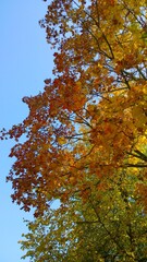 Maple tree branch with bright yellow, red, orange leaves against blue sky. Vertical view. Autumn leaf color. Fall landscape background. Beauty in nature. City park. Inspiration. Ecology concept.