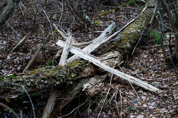 tree
