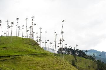 Palmas de cera valle del cocora salento con montañas y nubes