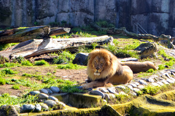 Majestic lion at the San Francisco Zoo