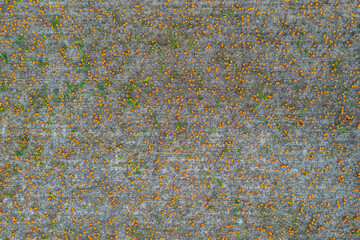 Aerial Sauvie Island Portland