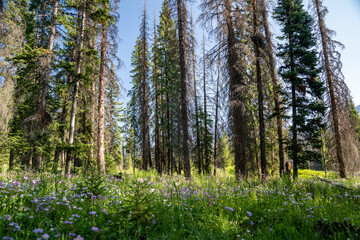 Tall trees and purple wildflowers in the Shoshone National Forest, near Brooks Falls Wyoming
