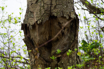 tree