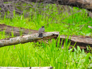 Eastern Kingbird Bird Perched on a Fallen Tree Branch Ready to Take Flight Surrounding by High Grass