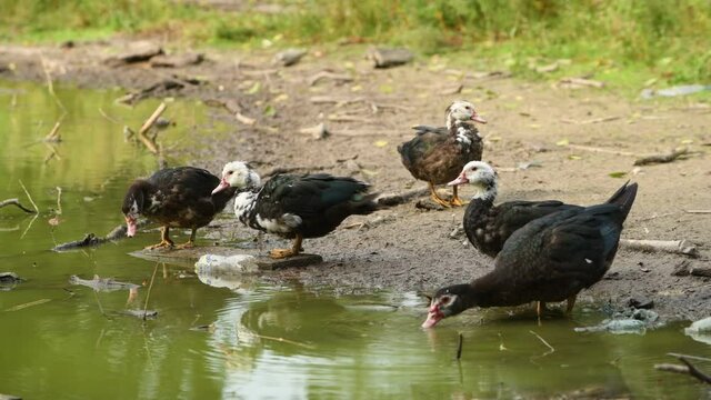 Musky ducks on a reservoir