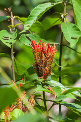 The overwhelming beauty of the flora and fauna of Costa Rica. Photos taken during a tour through this beautiful country,
