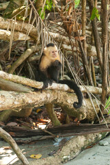 The overwhelming beauty of the flora and fauna of Costa Rica. Photos taken during a tour through this beautiful country,
