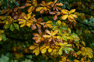 autumn leaves on a tree