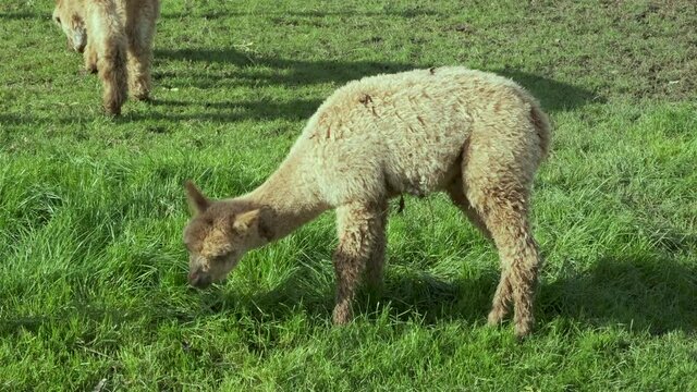 Cute baby alpaca in the meadow and chewing the grass.