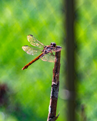 Dragonfly