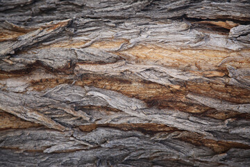 Cottonwood Bark