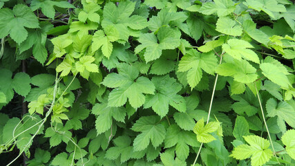 green vines background