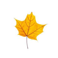 cut out fall leaf. yellow maple leaf isolated on a white background. fall minimal concept. autumn design element
