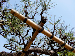 Fototapeta premium 松枝の躾