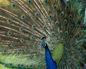 Obraz premium Peacock Stock Photos. Peacock close-up profile view. Displaying fold open elaborate fan with train shimmering feathers with blue-green plumage. Peacock bird, the beautiful colourful bird.