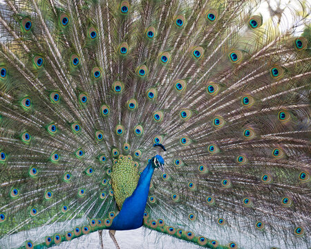 Peacock stock photos. Image. Portrait. Picture. Colourful bird. Beautiful bird. Blue and green plumage. Fan tail. Courtship.