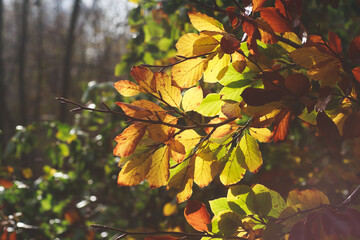 Sun shining through colourful Autumn display of brown, golden, yellow and orange leaves.