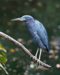 Little Blue Heron Stock Photos. Little Blue Heron close-up profile view perched displaying blue feathers plumage, in its environment and habitat. Image. Portrait. Picture.