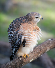 Hawk stock photo. Hawk close-up profile view perched on a tree branch displaying brown feathers plumage, head, beak, with a blur background in its habitat and environment. Image. Portrait. Picture.