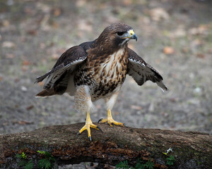 Hawk stock photo. Hawk perched displaying brown feathers, spread wings, head, eye, beak, tail, plumage with a blur  background in its habitat and environment. Portrait. Image. Picture.
