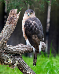 Hawk stock photo. Hawk close-up profile view perched on a tree branch displaying brown feathers plumage,  beak, tail with a blur background in its habitat and environment. Image. Portrait. Picture.