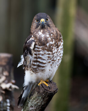 Hawk stock photo. Hawk close-up profile view perched on a tree branch displaying brown feathers plumage, beak, tail, talons, with a blur background in its habitat and environment. Image. Picture.