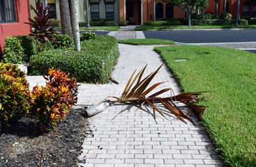 Plant Debri on a Paver Sidewalk