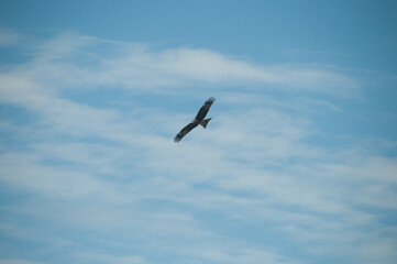 Fototapeta na wymiar Brown wild Arab desert eagle hawk falcon (Peregrinus plumage) bird flying and spreading wings over blue sky