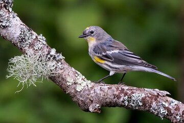Yellow-rumped  warbler on a branch with leucin in Northren California.