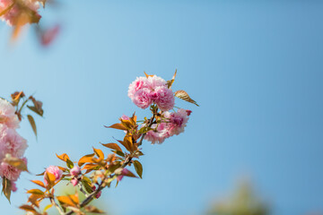 beautiful pink flowers in spring