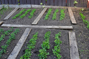 Rows of young pea plants in a garden in spring