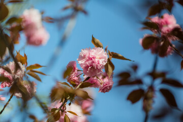 beautiful pink flowers in spring