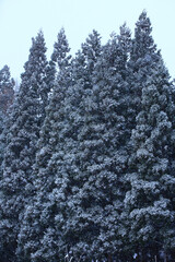 雪景色