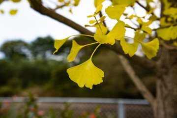 Obraz premium イチョウ