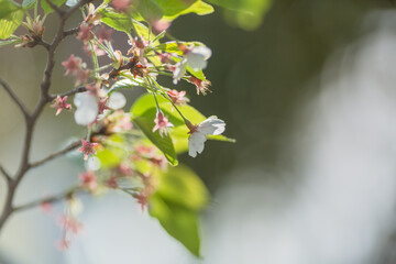 beautiful white flowers in spring