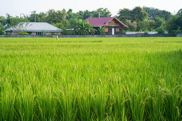 Fototapeta na wymiar Rice paddy field background 