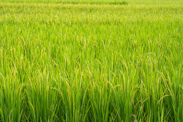 Rice paddy field background 
