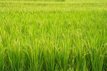 Rice paddy field background 