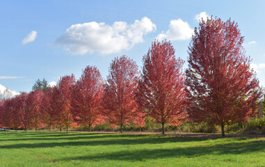 Driveway Lined With Red Leaf Maple Trees 