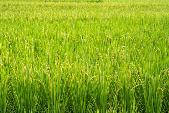 Rice paddy field background 