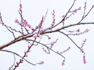 Fototapeta na wymiar Peach flowers in bloom in the Japanese spring after a sudden and rare snowstorm